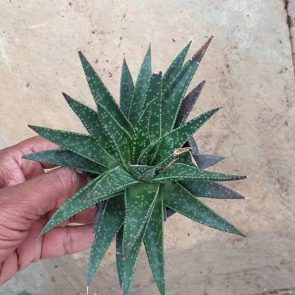 Aloe Zambezi 10 cm pot