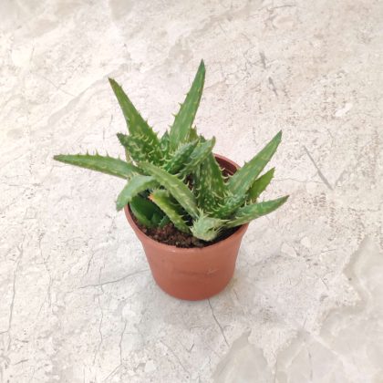 Aloe juvenna 5.5 cm pot