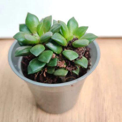 Anacampseros Rufescens 5.5 cm pot
