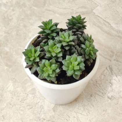 Anacampseros Rufescens Big 'Sunrise Succulent' 12 cm pot