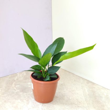 Anthurium 'Big Bill' 12 cm pot