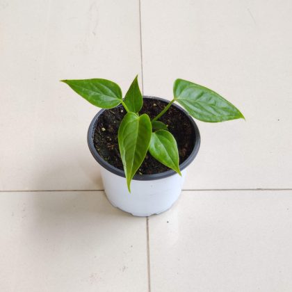 Anthurium Luxurian Small 10 cm pot