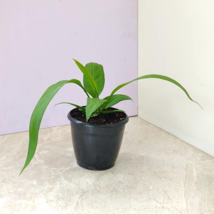 Anthurium Vittarifolium 'Etheral' 12 cm pot