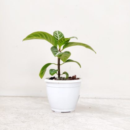 Aphelandra Squarrosa Plant 8.5 cm pot