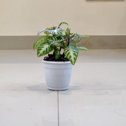 Aphelandra Zebra Plant 8.5 cm pot