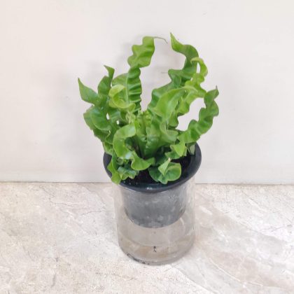 Asplenium Nidus Watering Plant 10 cm pot