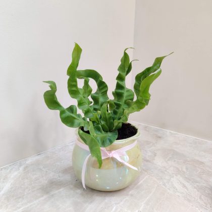 Asplenium Nidus plant in Glassy Matka Ceramic Pot