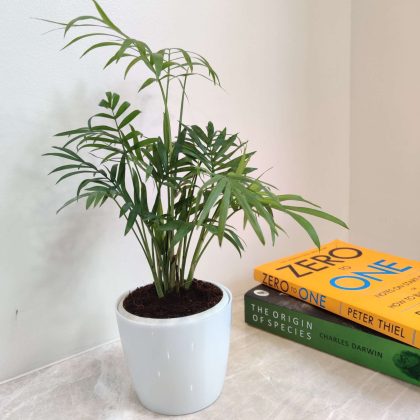 Bamboo Palm Plant in White Plastic Pot