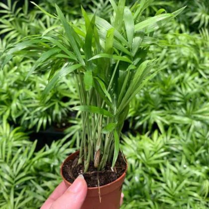 Bamboo Palm Seedlings 5.5 cm pot