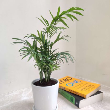 Bamboo Palm in Round White Tabletop Ceramic Pot with Bottom Tray