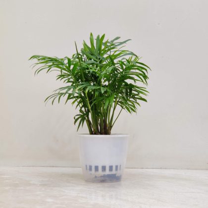 Bamboo Polm Watering Plant 12 cm pot
