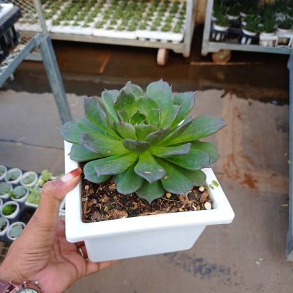 Big Succulent 15 cm pot