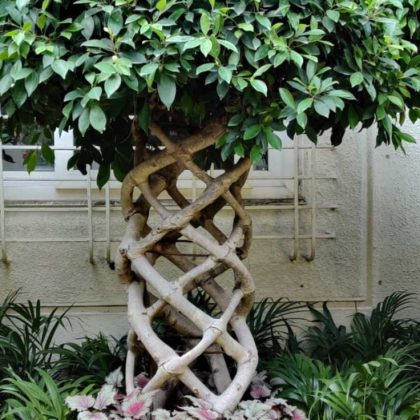 Bonsai Ficus Plant.002