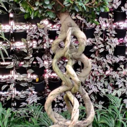 Bonsai Ficus Plant.003