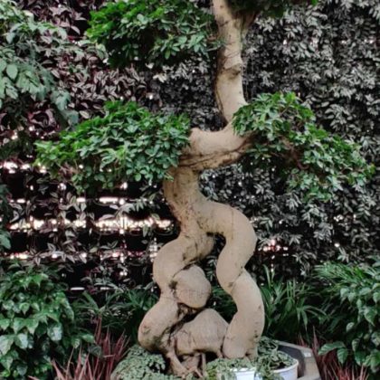 Bonsai Ficus Plant.004