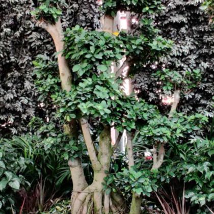 Bonsai Ficus Plant.005