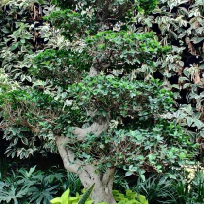 Bonsai Ficus Plant.007