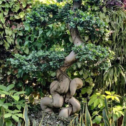 Bonsai Ficus Plant.008