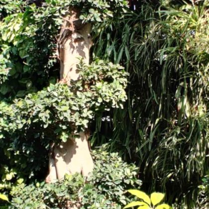 Bonsai Ficus Plant.009