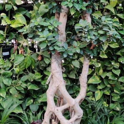 Bonsai Ficus.