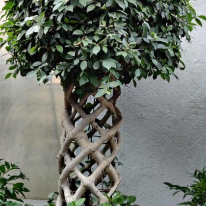 Bonsai Ficus.13