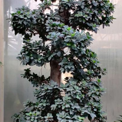 Bonsai Ficus.14