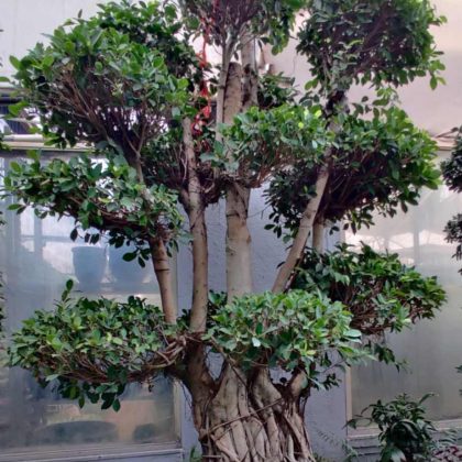 Bonsai Ficus.15