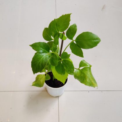 Brassia Goldan Plant 8.5 cm pot