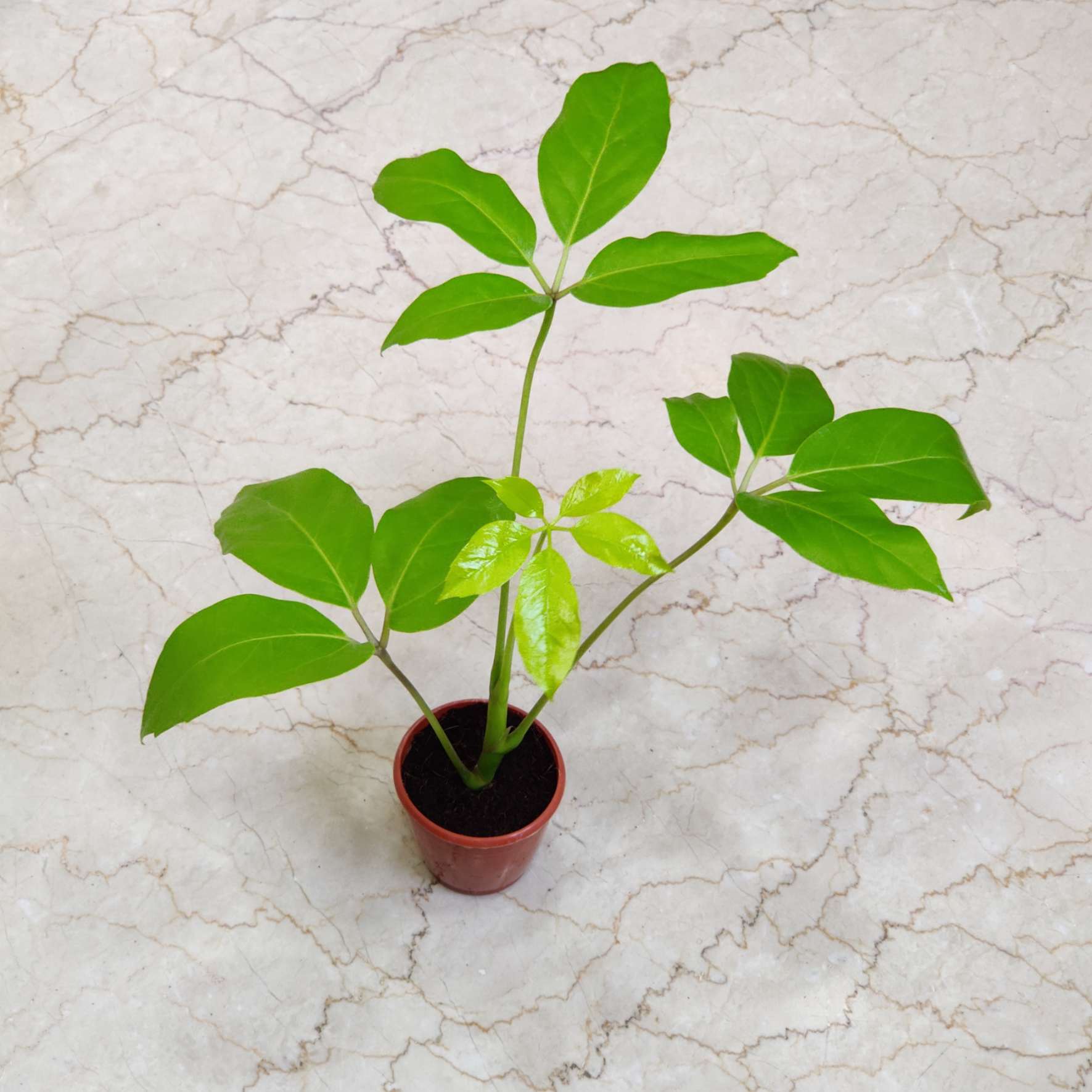 Brassia Goldan Plants 8.5 cm pot