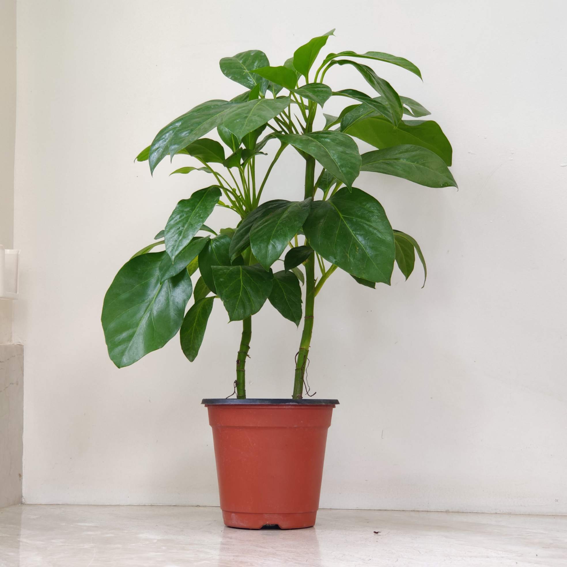 Brassia Green Plants 12 cm pot