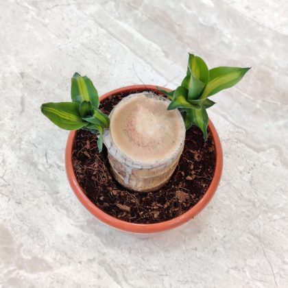 Brazilian Lucky 15 cm pot