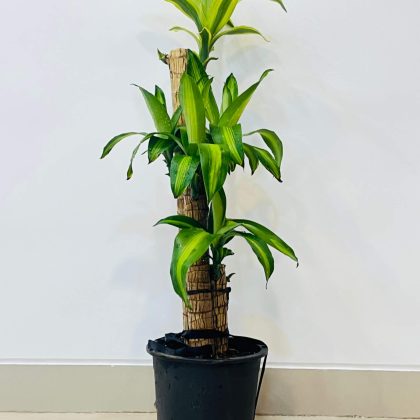 Brazilian Lucky Wood 2.6-2.7 Feet in 22 Cm pot