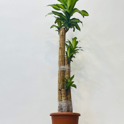 Brazilian Lucky Wood 3.6-3.7 feet 26 Cm pot