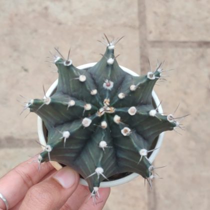 Cactus Gymnocalycium Mihanovichii 8.5 cm pot