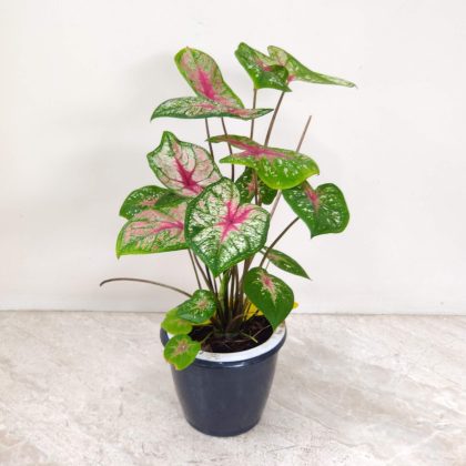 Caladium Watering Plant 'Pink Green' 12 cm pot