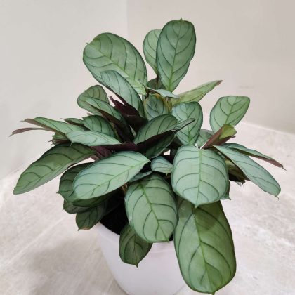 Calathea-Amagris