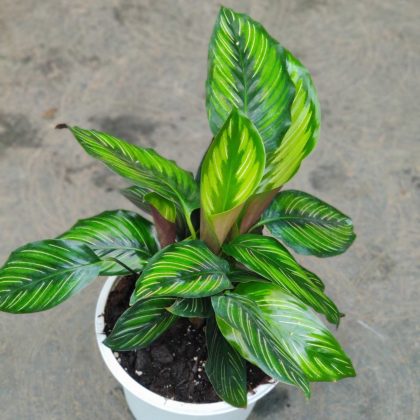 Calathea 'Beauty Star' 18 cm pot