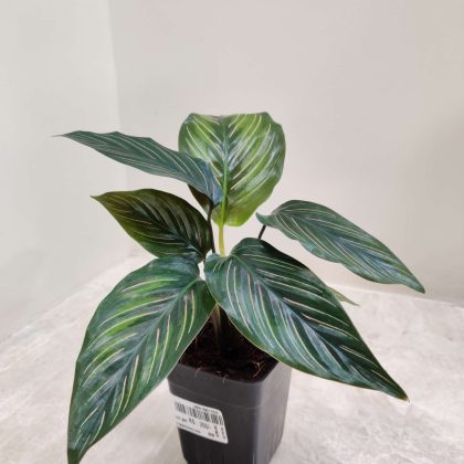 Calathea 'Beauty Star' 7 cm pot