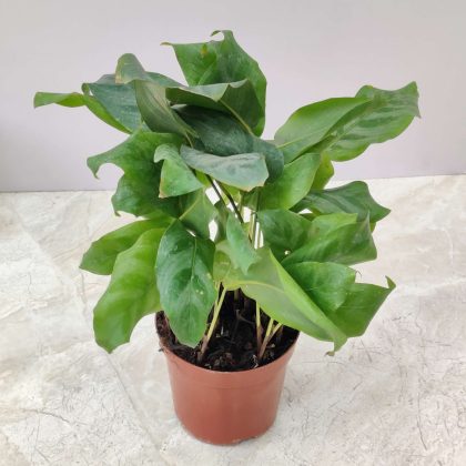 Calathea Bella 10 cm pot