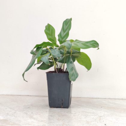 Calathea 'Bella' 7 cm pot