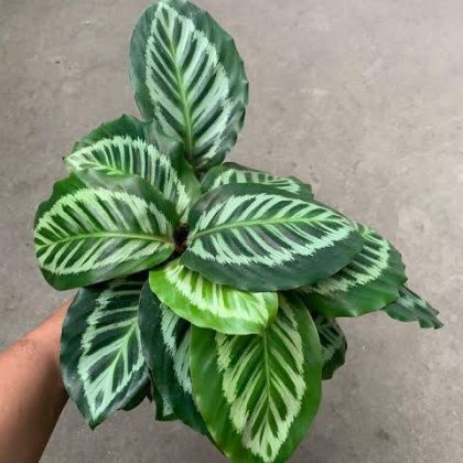 Calathea 'Bicajoux' 12 cm pot