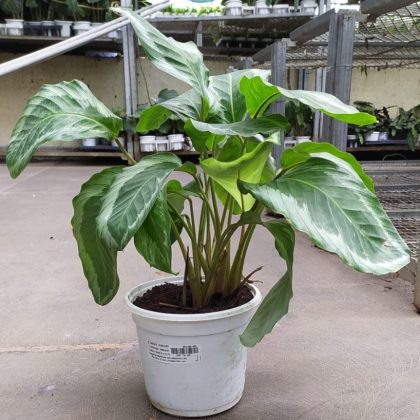 Calathea Bicajoux 'Gecko' 18 cm pot