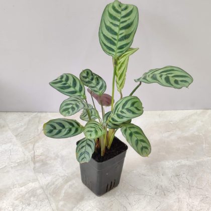 Calathea Burle Marxii 8.5 cm pot