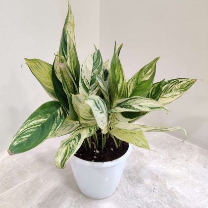 Calathea 'Charlie' 12 cm pot