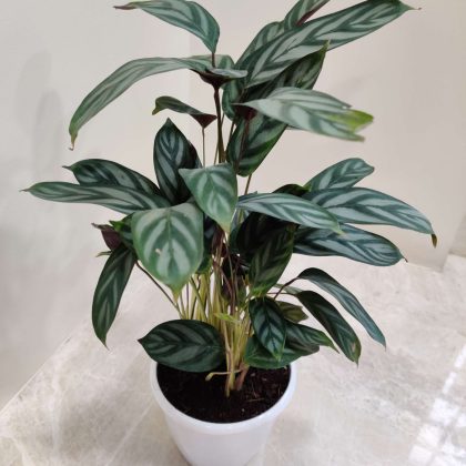 Calathea Compact Star ‘Setosa’ 12 cm pot