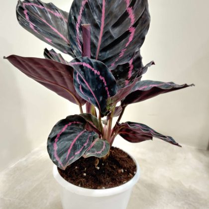 Calathea-Dottie