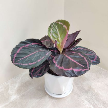 Calathea Dottie Plant in Beautiful Ceramic Pot