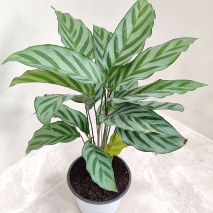 Calathea 'Freddie' Plant 12 cm pot