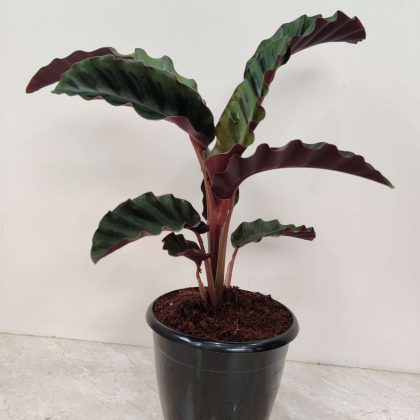 Calathea Gandersii 12 cm pot