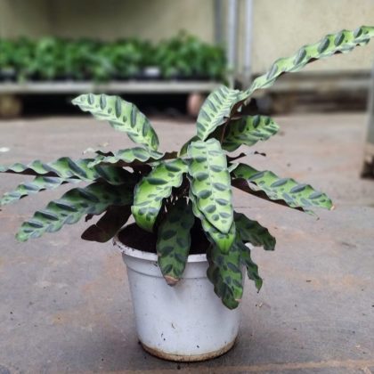 Calathea Goeppertia insignis 18 cm pot